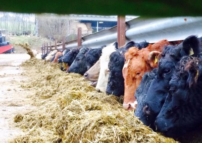 cows